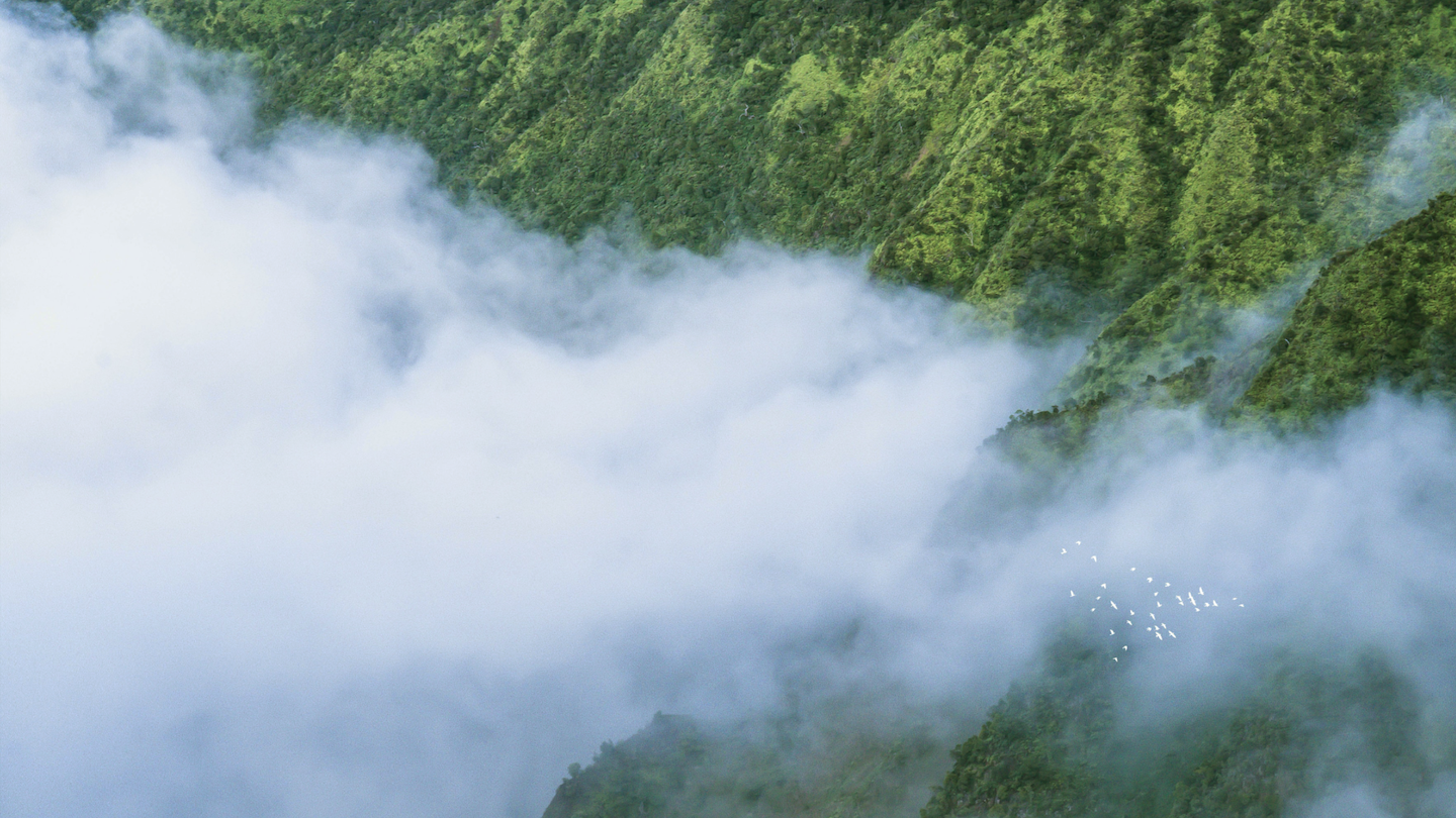 Fog over rolling green hills