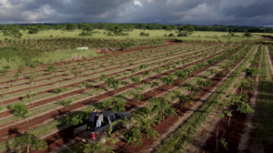 An overhead view of rows of green foliage and brown soile in a pongamia orchard.