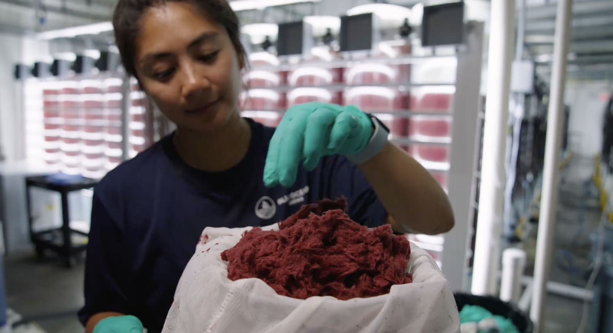 A scientist holds a bundle of red seaweed in a brightly lit lab